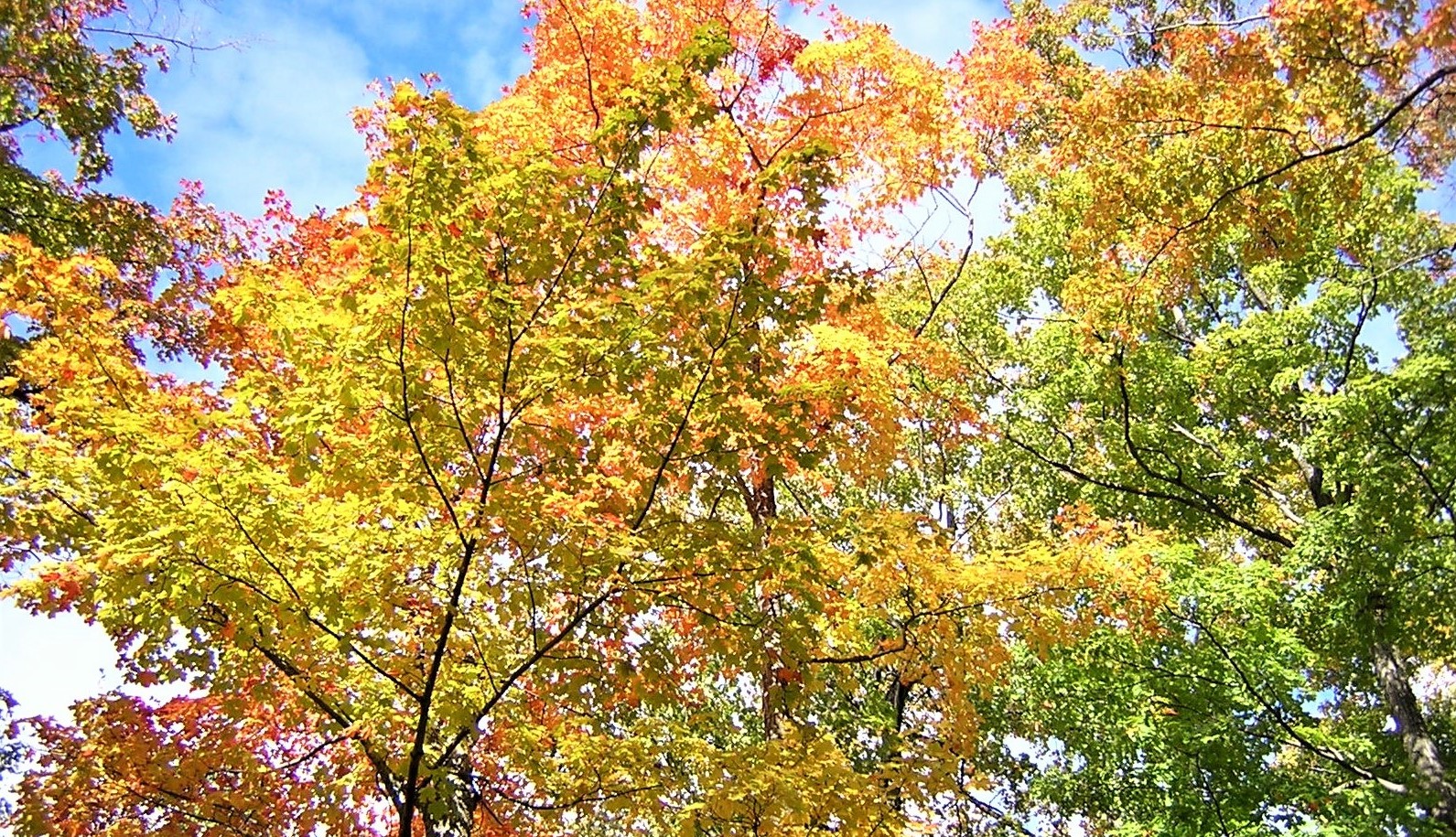 Morfologia del arce – maple
